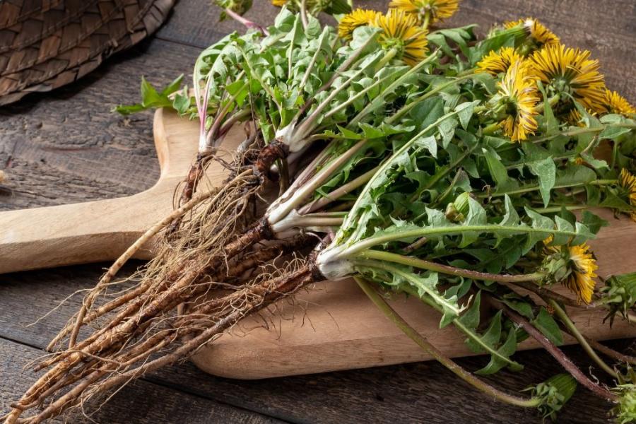 Lenteschoonmaak en de paardenbloem