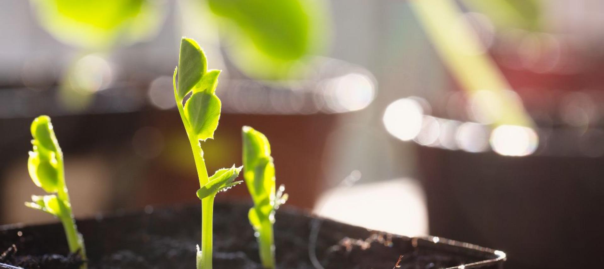 Moestuin Marike april