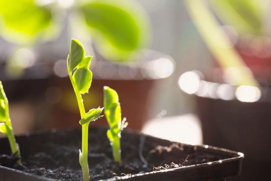 Moestuin Marike april