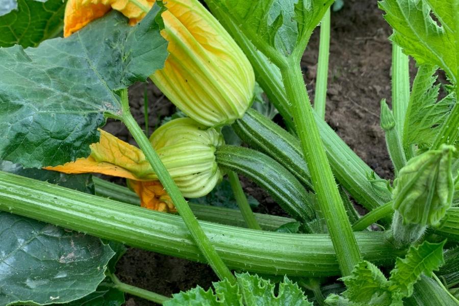 Marike's Proeftuin juni