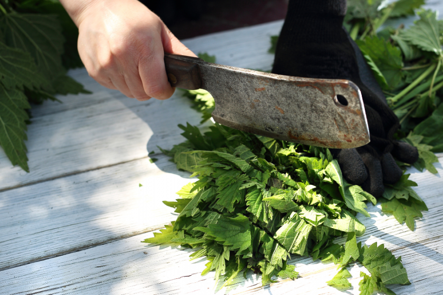 Brandnetel onkruid of superfood?