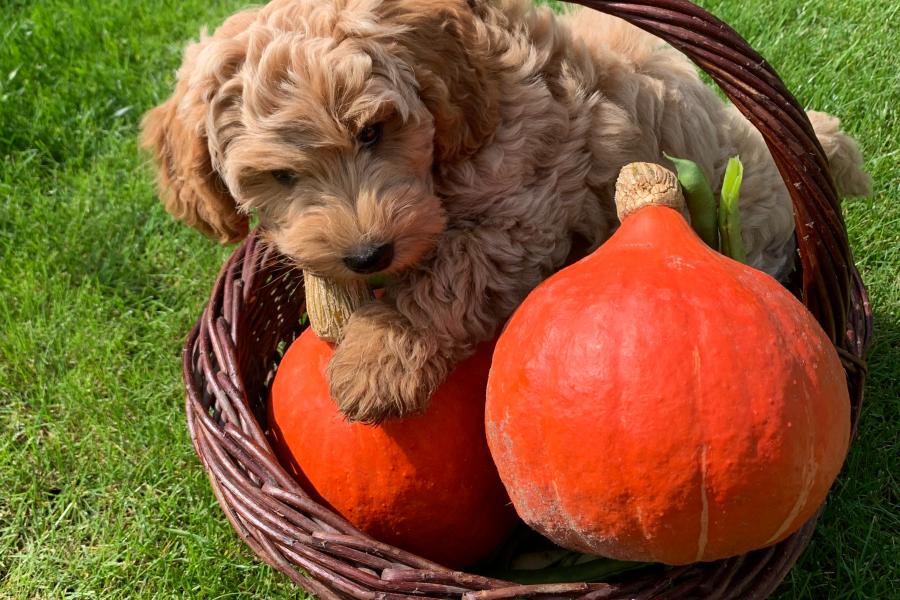 Marike's proeftuin september